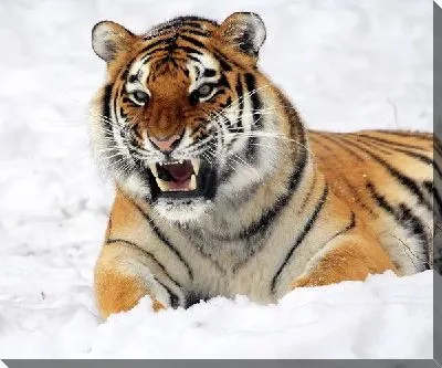 Постер Тигр (Tiger) №9