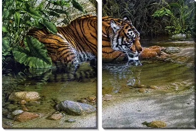 Модульная картина Тигр (Tiger) №10