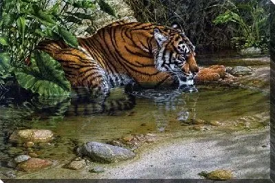 Постер Тигр (Tiger) №10