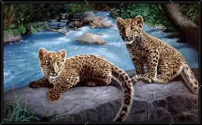 Картина Леопарды (Leopards) №2