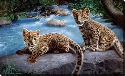 Постер Леопарды (Leopards) №2