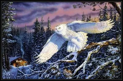 Картина Сова (Owl) №5