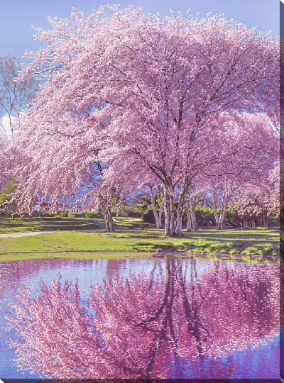 Картина маслом Цветущая сакура №314