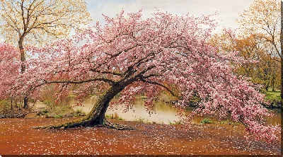 Картина маслом Цветущая сакура №315