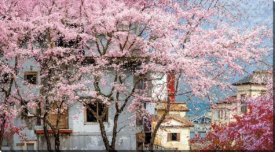 Картина маслом Цветущая сакура №319