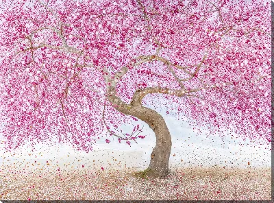 Картина маслом Цветущая сакура №328