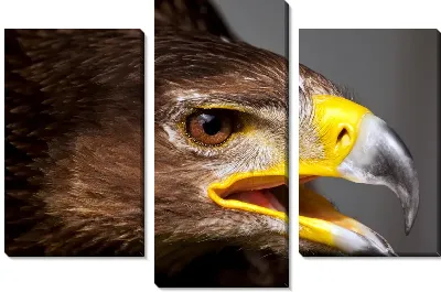 Модульная картина Орел (The Eagl) №2