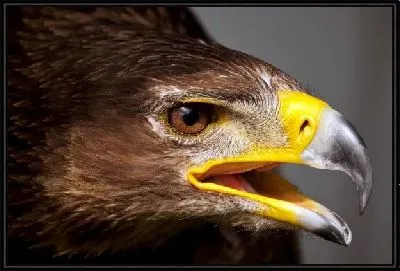 Картина Орел (The Eagl) №2