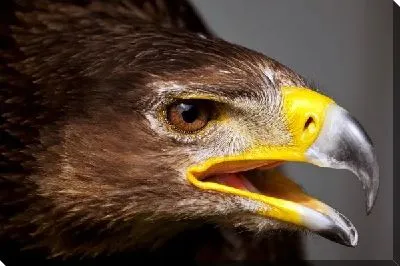 Постер Орел (The Eagl) №2