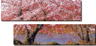 Модульная картина Цветущая сакура №330