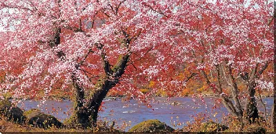 Картина маслом Цветущая сакура №330