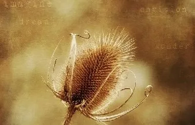 Плакат Цветок (Flower) №11