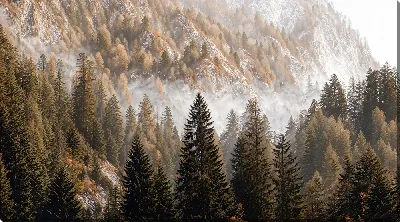 Картина маслом Лес с хвойными деревьями в горах в осенний день с туманом и солнечными лучами