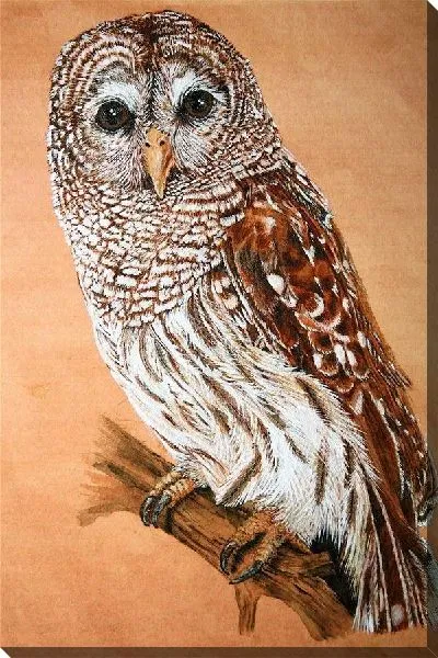 Постер Сова (Owl) №7