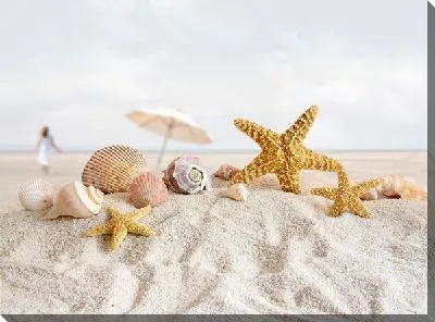 Ракушки (Shells) №2