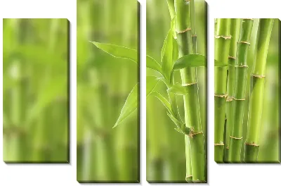 Бамбук (Bamboo) №3