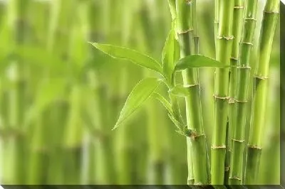 Бамбук (Bamboo) №3