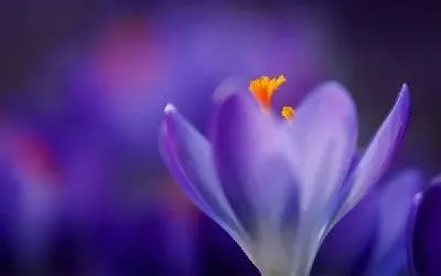 Плакат Цветок (Flower) №14