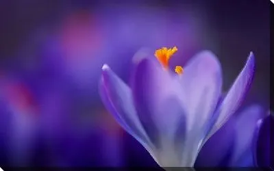 Постер Цветок (Flower) №14