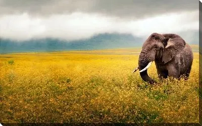 Постер Слон (Elephant) №9