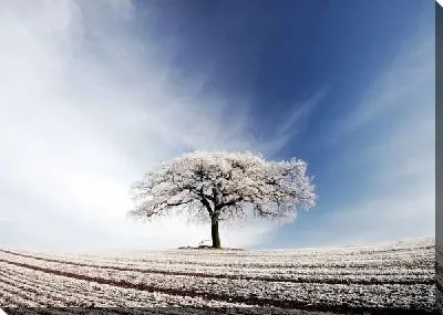 Постер Дерево (Tree) №15