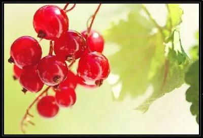Картина Ягоды (Berries) №5