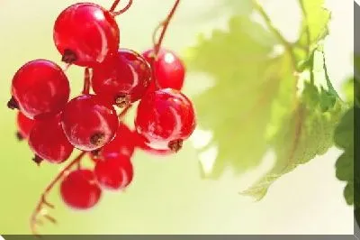 Постер Ягоды (Berries) №5