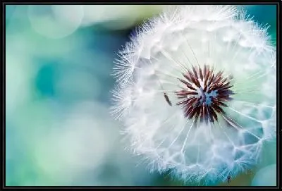 Картина Одуванчик (Dandelion)