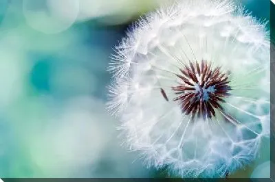 Постер Одуванчик (Dandelion)