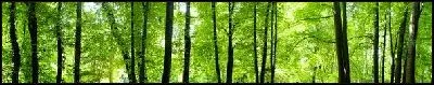 Картина Лес (Forest) №45