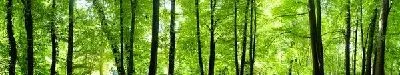 Плакат Лес (Forest) №45