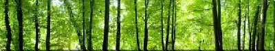 Постер Лес (Forest) №45