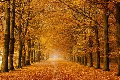 Плакат Лес (Forest) №47