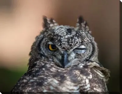 Постер Сова (Owl) №8