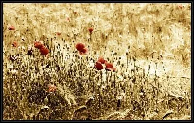 Поле (Field) №12