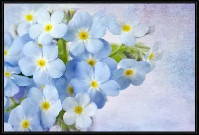 Картина Цветы (Flowers) №50