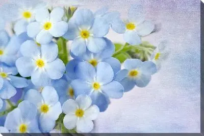 Постер Цветы (Flowers) №50