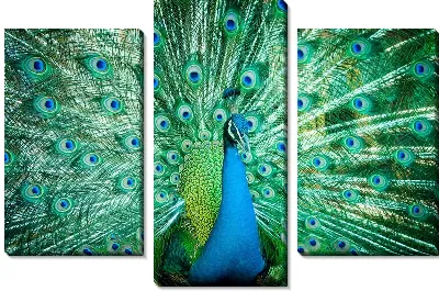 Модульная картина Павлин (Peacock) №6