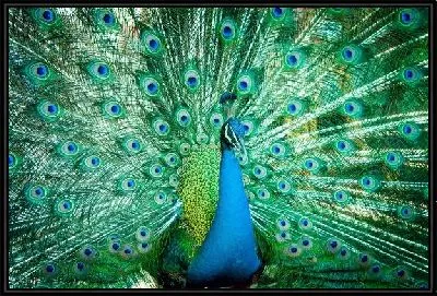 Павлин (Peacock) №6