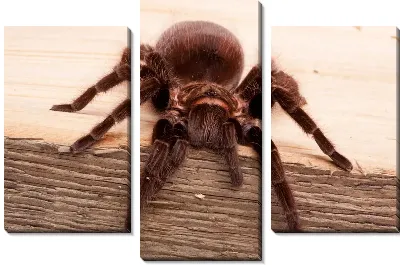 Модульная картина Паук (Spider)