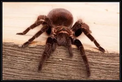 Паук (Spider)