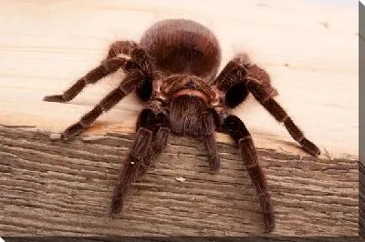 Паук (Spider)