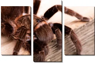 Модульная картина Паук (Spider) №2