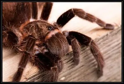 Паук (Spider) №2