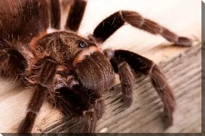 Паук (Spider) №2