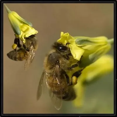 Пчелы (Bees)