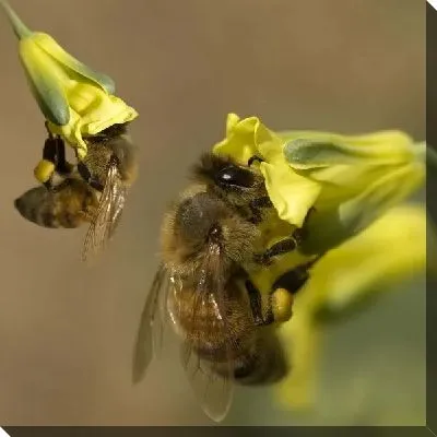 Пчелы (Bees)