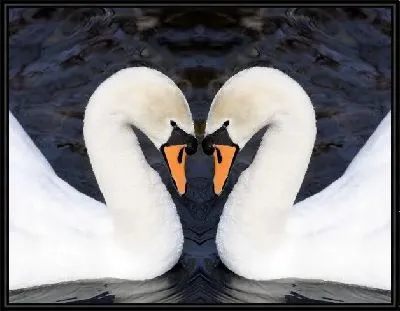 Картина Лебеди (Swans) №9