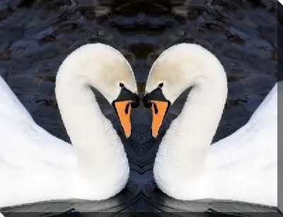 Постер Лебеди (Swans) №9