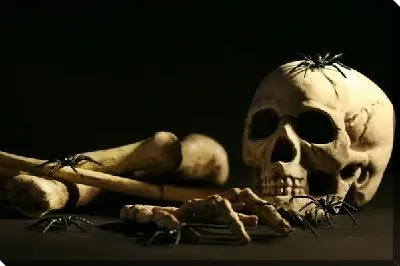 Постер Череп (Skull) №3
